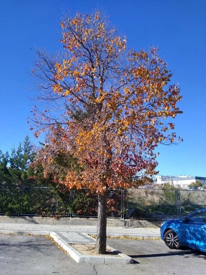 American elm (Ulmus americana, Sp. Pl.: 226 (1753))