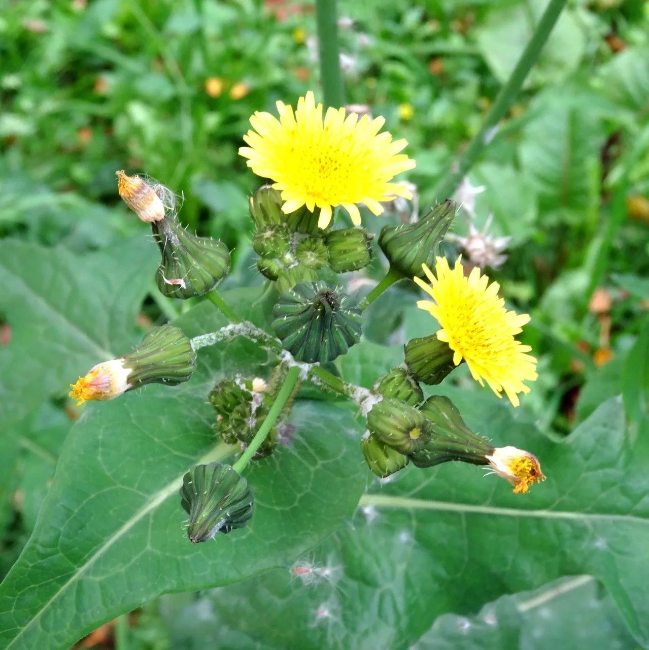 False hawkbit (Urospermum picroides, Samml. Phys. Aufsätze Böhm. Naturgesch. 1: 275 (1795))