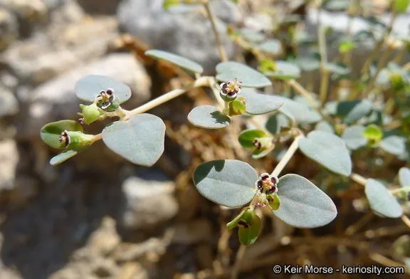 Manyfruit spurge (Euphorbia polycarpa, Bot. Voy. Sulphur: 50 (1844))