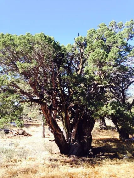 Checker-bark juniper (Juniperus deppeana, Nomencl. Bot., ed. 2, 1: 835 (1840))