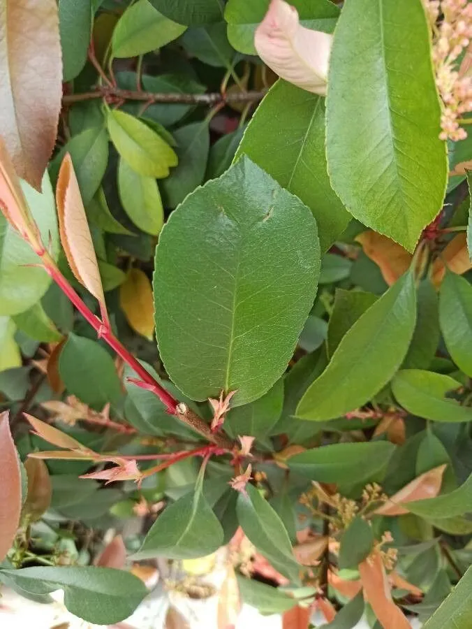 Purple chokeberry (Photinia × floribunda, Syst. Bot. 16: 391 (1991))