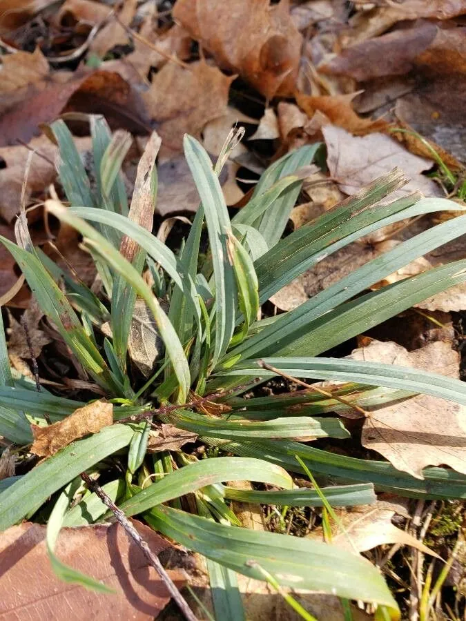 Thinfruit sedge (Carex flaccosperma, Amer. J. Sci. Arts, ser. 2, 2: 245 (1846))