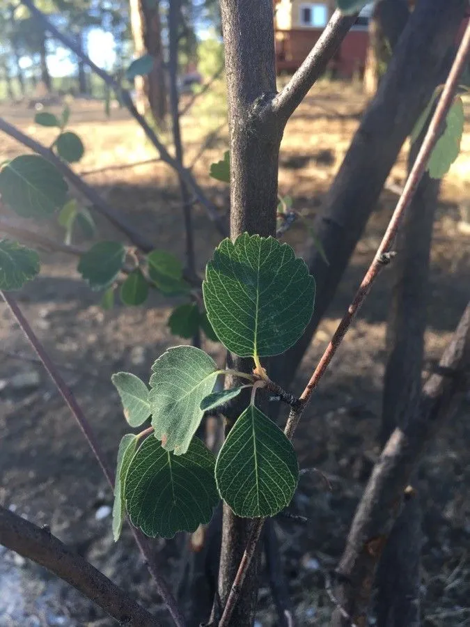 Utah serviceberry (Amelanchier utahensis, Gatt. Pomac.: 25 (1890))