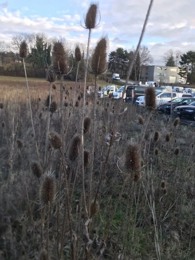 Indian teasel (Dipsacus sativus, Verz. Gew. Teutschl. 1: 374 (1782))