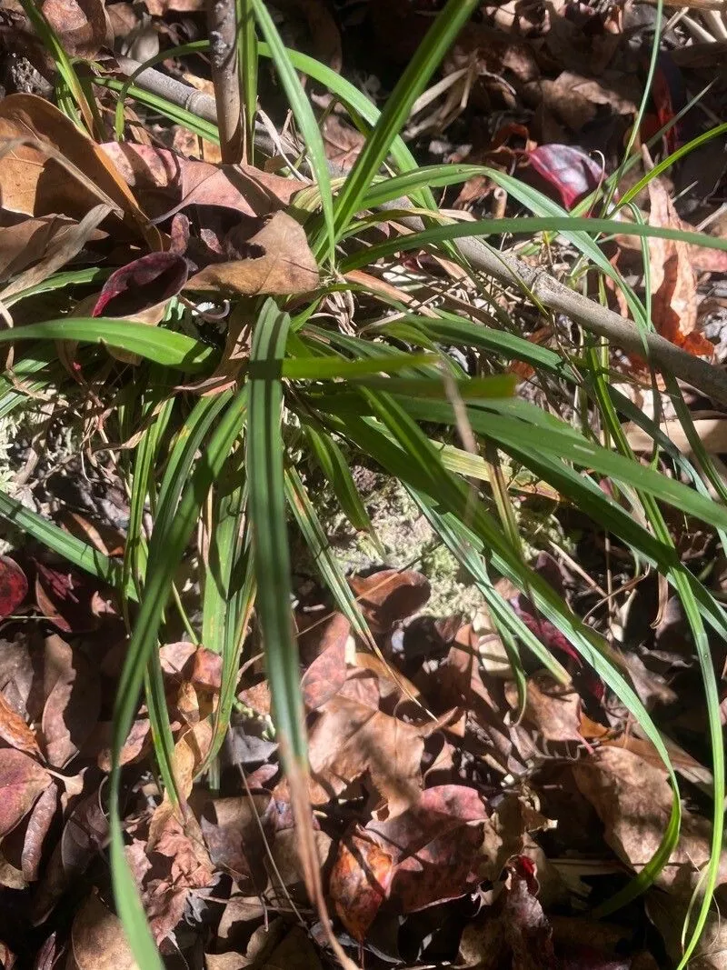 Longstalk sedge (Carex pedunculata, Sp. Pl. ed. 4. 4: 222 (1805))