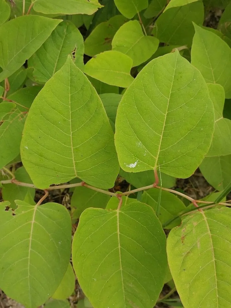 Bohemian knotweed (Reynoutria × bohemica, Cas. Nár. Mus., Odd. Prír. 152: 120 (1983))