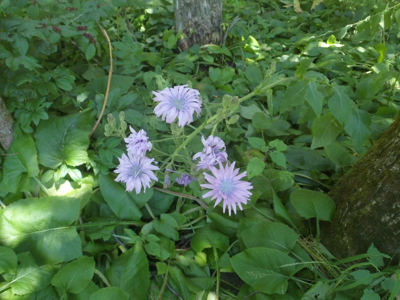 Hairless blue-sow-thistle (Lactuca plumieri, Gren., Godr. (1779). In: Fl. Fr. 2: 322.)