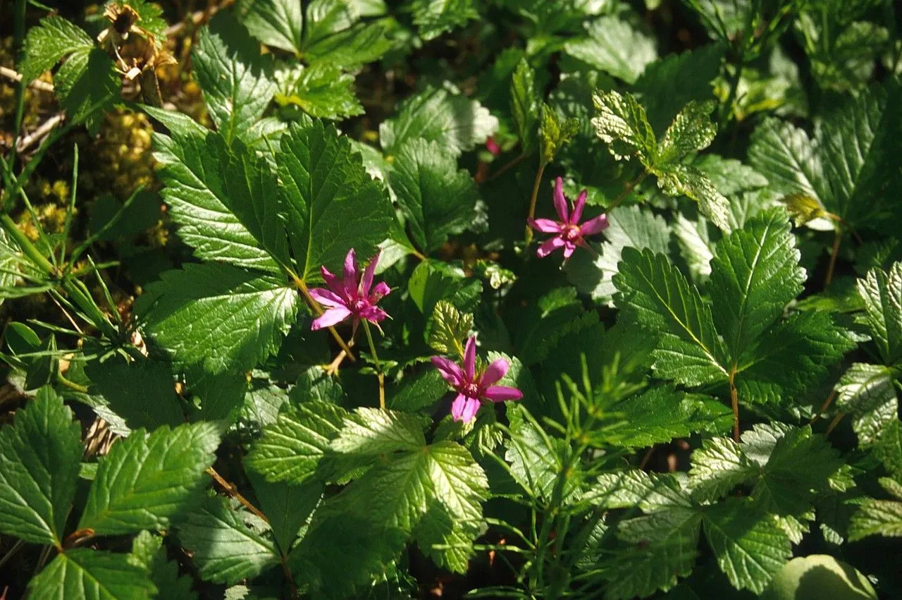 Arctic bramble (Rubus arcticus, Sp. Pl.: 494 (1753))