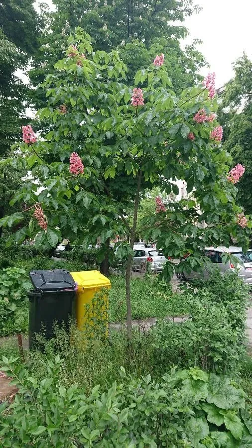 Red buckeye (Aesculus pavia, Sp. Pl.: 344 (1753))