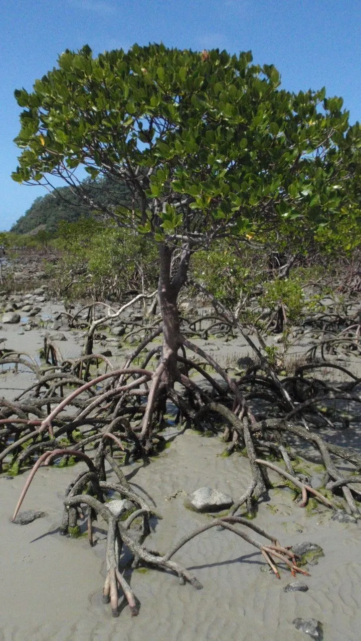 Loop-root mangrove (Rhizophora mucronata, J.B.A.M.de Lamarck, Encycl. 6: 189 (1804))