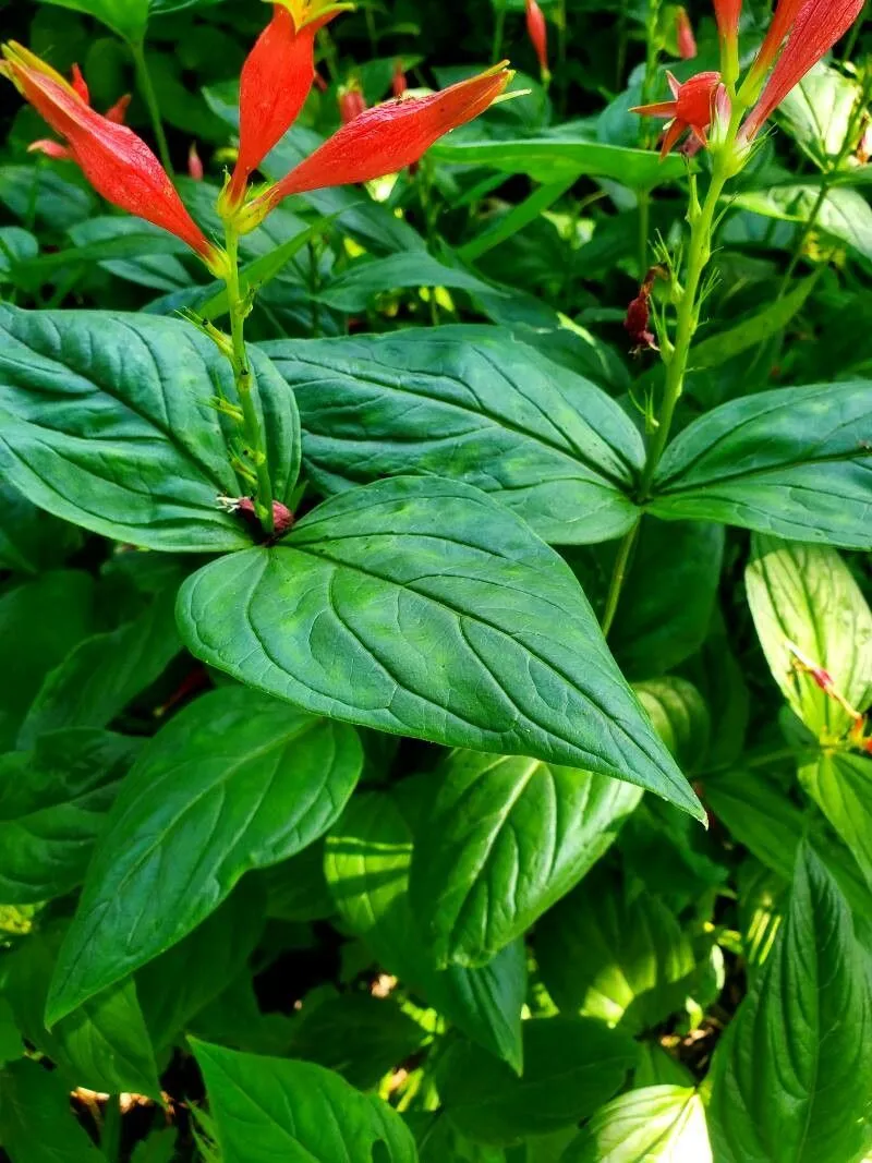 Indian-pink (Spigelia marilandica, Syst. Nat. ed. 12, 2: 734 (1767))