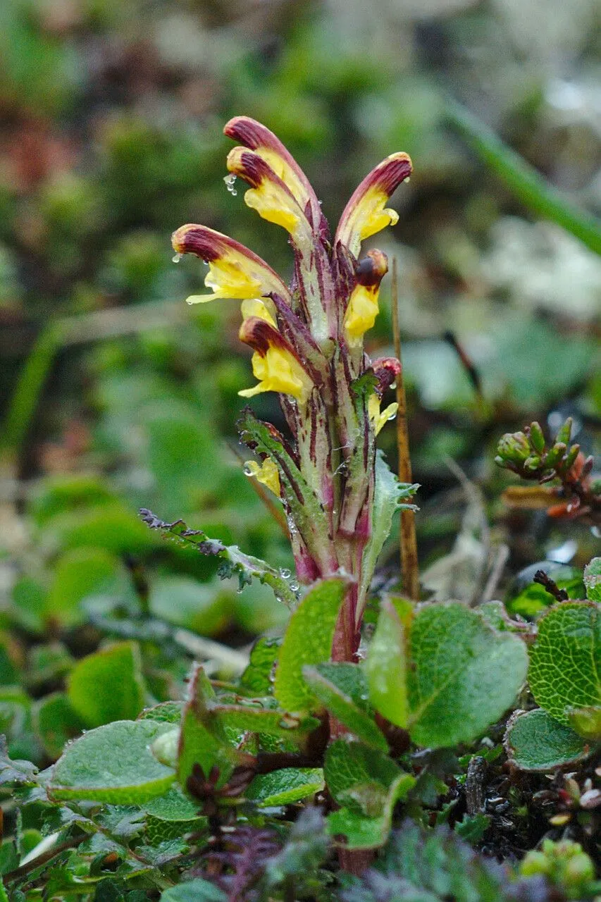 Redrattle (Pedicularis flammea, Sp. Pl.: 609 (1753))