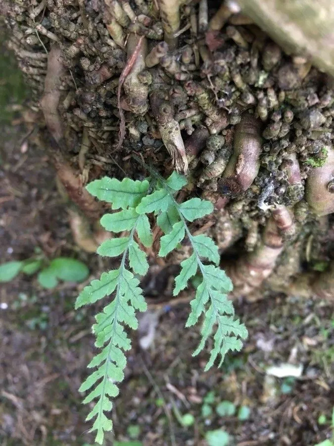 California polypody (Polypodium californicum, Enum. Filic.: 102 (1824))