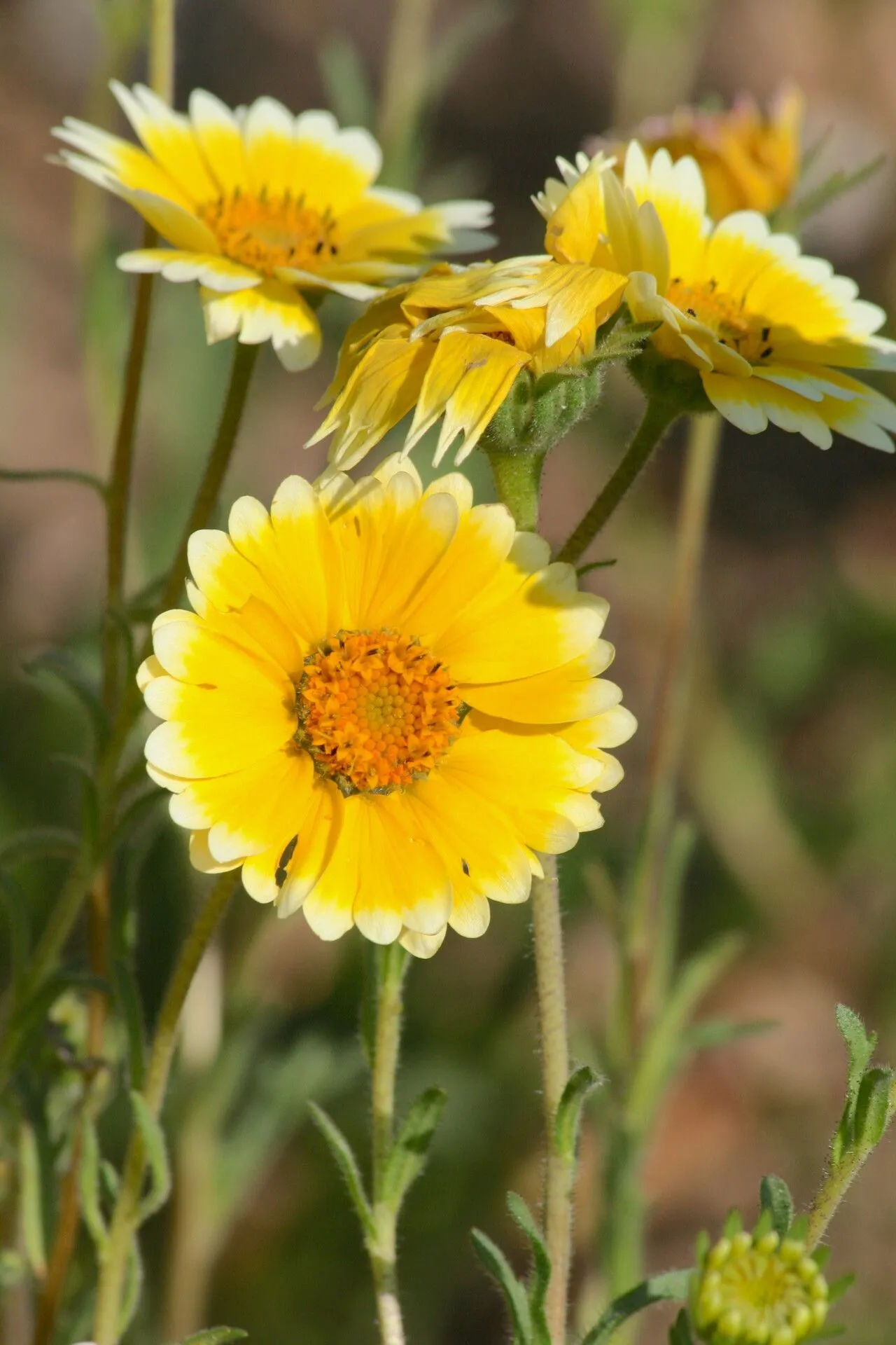 Coastal tidytips (Layia platyglossa, Mem. Amer. Acad. Arts, ser. 2, 4(1): 103 (1849))