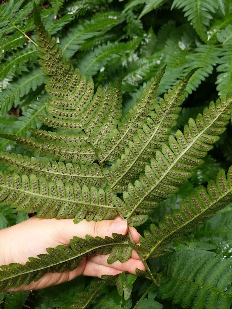 Goldie’s woodfern (Dryopteris goeldiana, None)