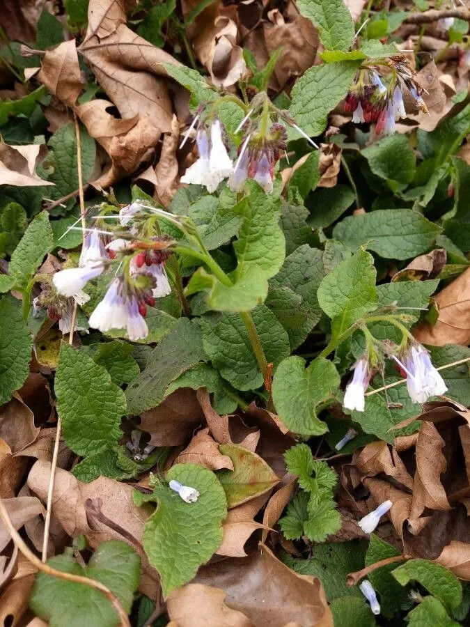 Rough comfrey (Symphytum asperum, Nova Acta Acad. Sci. Imp. Petrop. Hist. Acad. 14: 442 (1805))