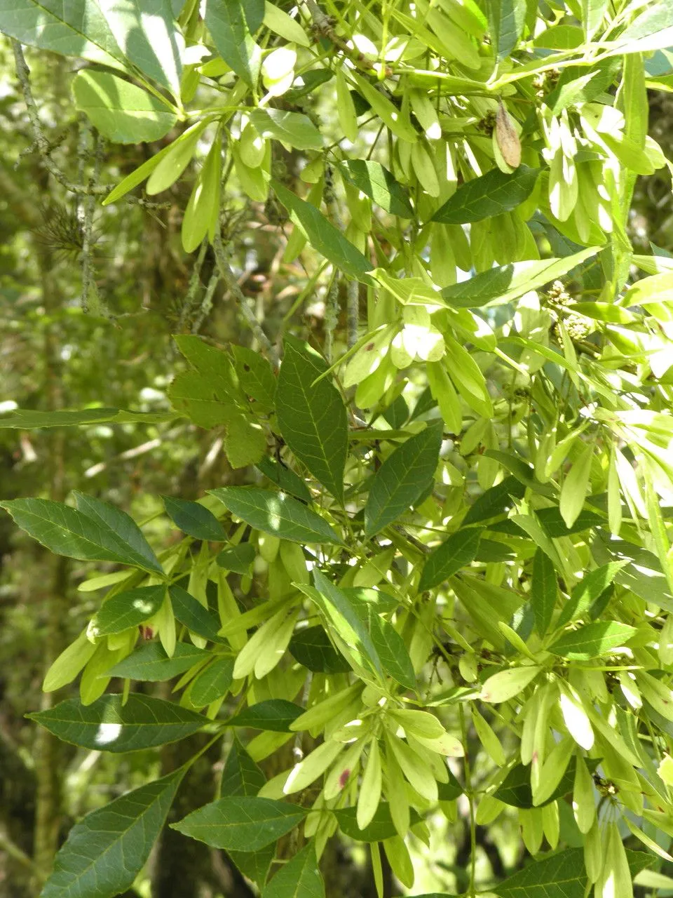 Florida ash (Fraxinus caroliniana, Gard. Dict. ed. 8: n.º 6 (1768))