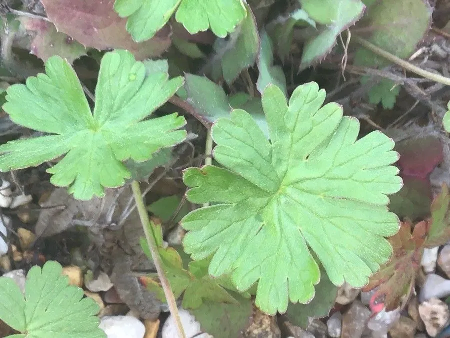 Thunberg’s geranium (Geranium thunbergii, Abh. Math.-Phys. Cl. Königl. Bayer. Akad. Wiss. 4(2): 136 (1845))