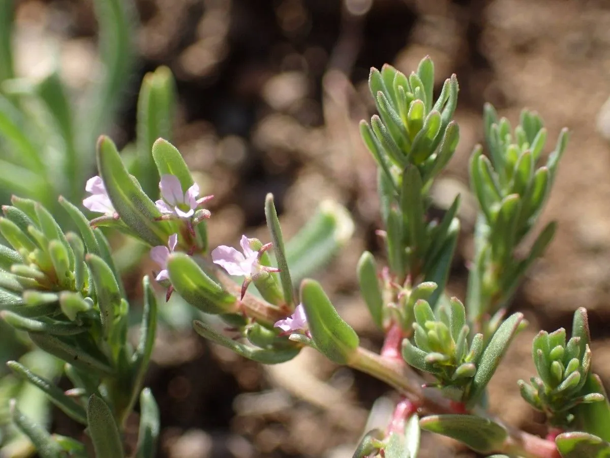 Thymeleaf loosestrife (Lythrum thymifolia, Sp. Pl.: 447 (1753))