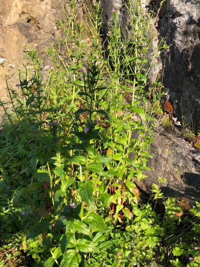 American willowherb (Epilobium ciliatum, Med. Repos. 2(5): 361 (1808))