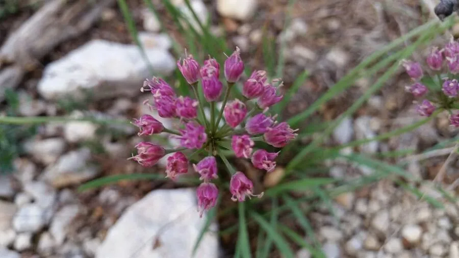 German garlic (Allium senescens, Sp. Pl.: 299 (1753))