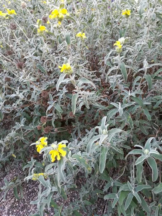 Jerusalem-sage (Phlomis fruticosa, Sp. Pl.: 584 (1753))