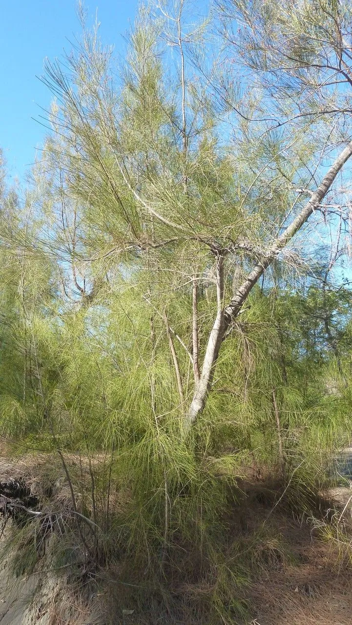 Brazilian-oak (Casuarina glauca, Syst. Veg. 3: 803 (1826))