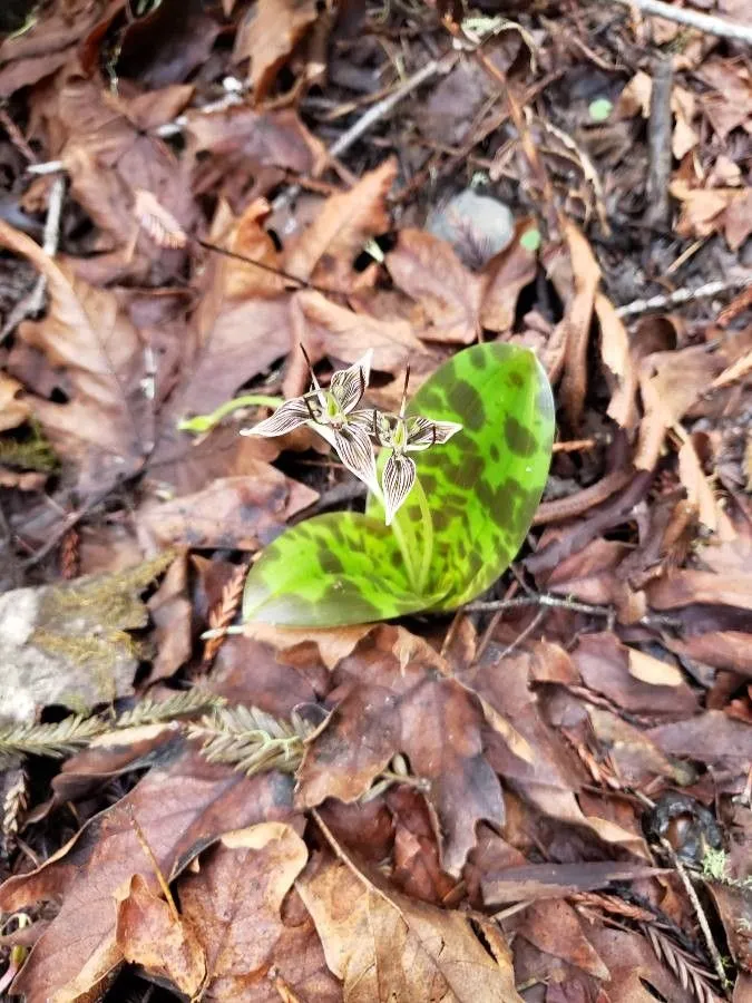 Foetid adder’s-tongue (Scoliopus bigelovii, Pacif. Railr. Rep. Whipple, Bot. 4(5; 4): 145 (1857))