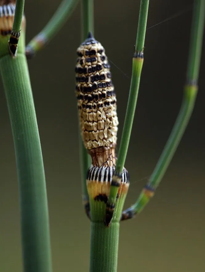 Smooth scouring-rush (Equisetum laevigatum, Amer. J. Sci. Arts 46: 87 (1844))