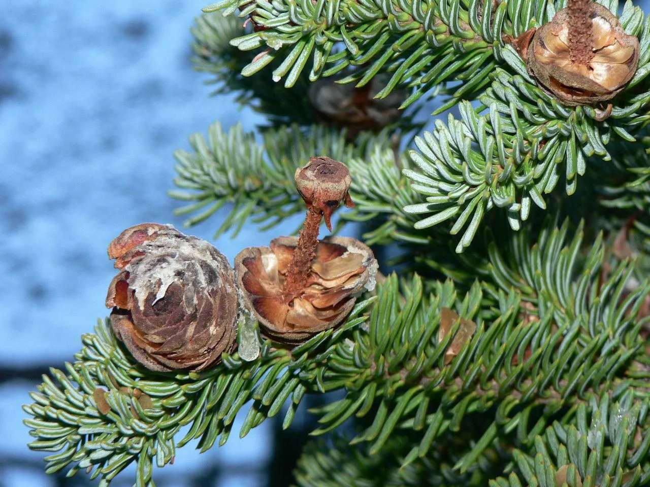 Alpine fir (Abies lasiocarpa, N. Amer. Sylv. 3: 138 (1849))