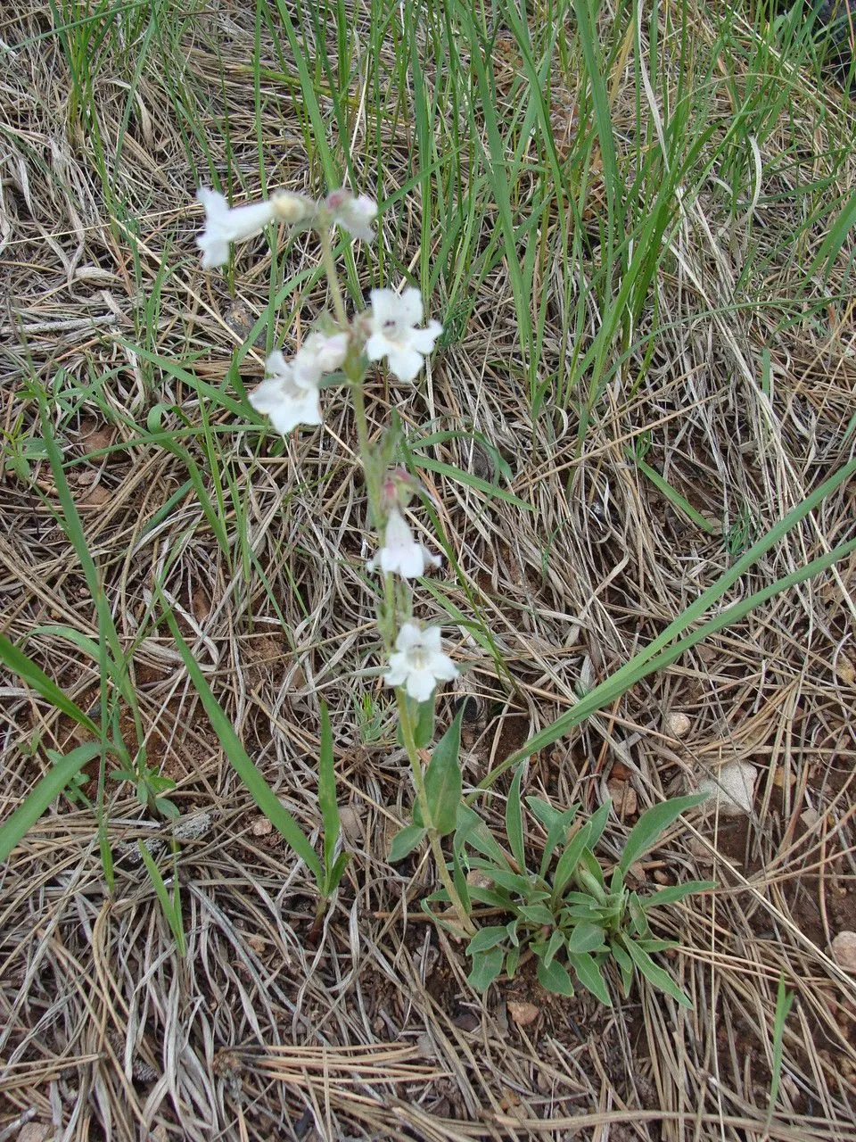 White beardtongue (Penstemon albidus, Gen. N. Amer. Pl. 2: 53 (1818))