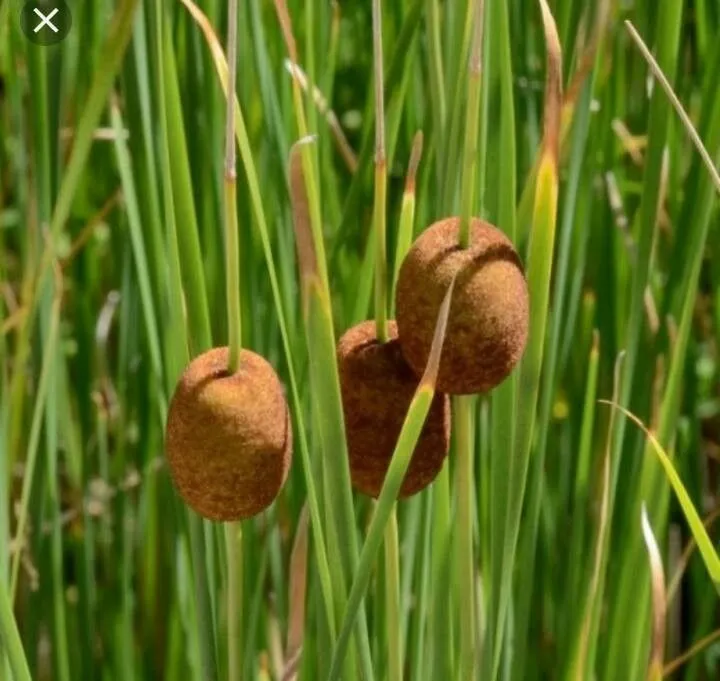 Dwarf bulrush (Typha minima, Bot. Taschenb. Anfänger Wiss. Apothekerkunst 5: 187 (1794))