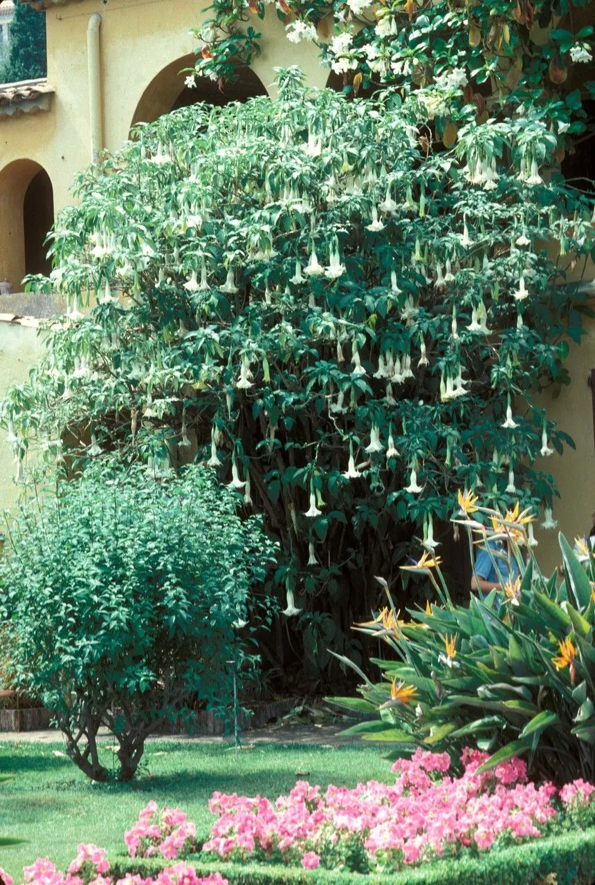 White angel’s trumpet (Brugmansia arborea, Hort. Suburb. Lond.: 41 (1818))