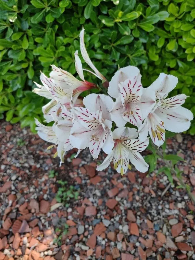 Peruvian-lily (Alstroemeria aurea, Edinburgh New Philos. J. 1833: 181 (1833))