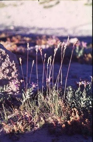 Cusick’s bluegrass (Poa cusickii, Contr. U.S. Natl. Herb. 1: 271 (1893))