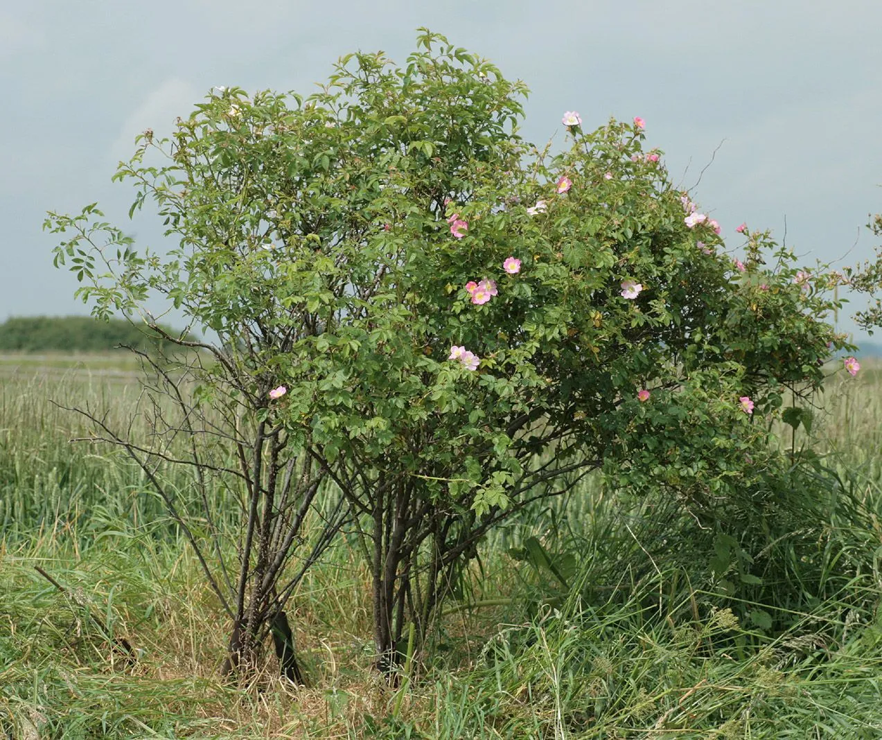 Sherard’s downy rose (Rosa sherardii, Welsh Botanol. 1: 49 (1813))