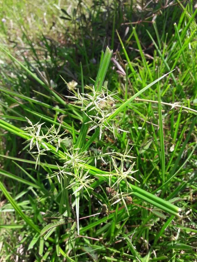 Roadside flat sedge (Cyperus sphacelatus, Descr. Icon. Rar. Pl.: 26 (1773))