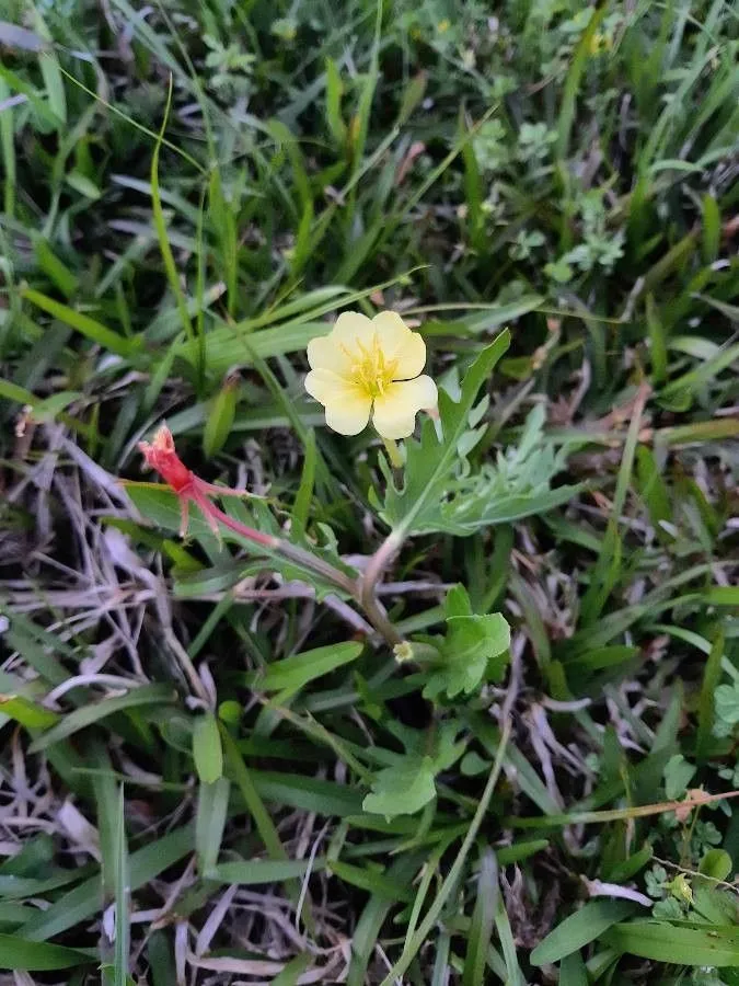 Cut-leaf evening-primrose (Oenothera laciniata, Hort. Kew.: 172/4 (1768))