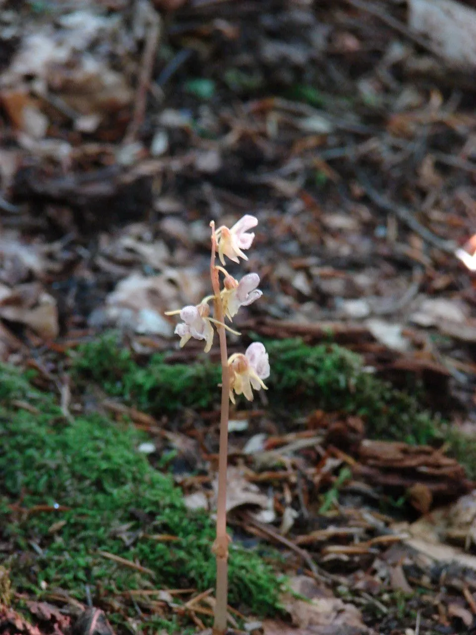 Ghost orchid (Epipogium aphyllum, Summa Veg. Scand.: 32 (1814))