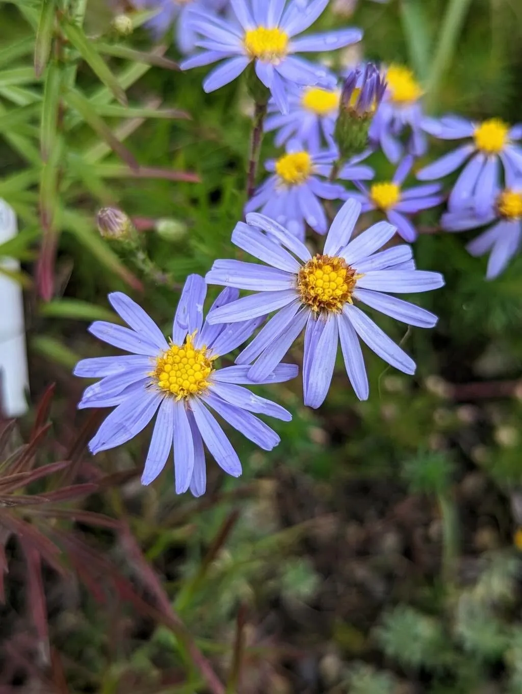 Savory-leaf aster (Ionactis linariifolia, Pittonia 3(17): 245 (1897))