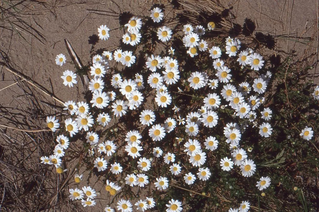 Seaside chamomile (Anthemis maritima, Sp. Pl.: 893 (1753))