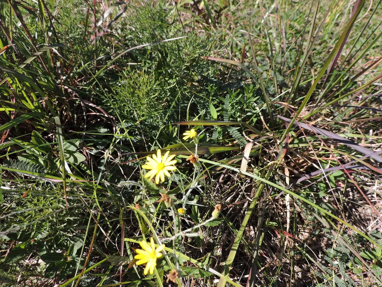 Grass-leaf golden-aster (Pityopsis graminifolia, Trans. Amer. Philos. Soc., ser. 2, 7: 317 (1840))