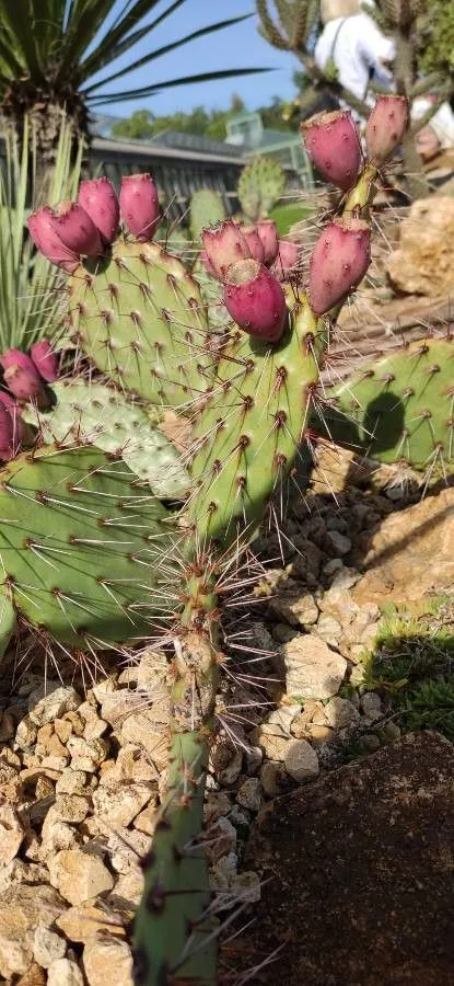 New mexico prickly-pear (Opuntia phaeacantha, Mem. Amer. Acad. Arts ser. 2, 4:52. 1849 (Pl. fendler.))