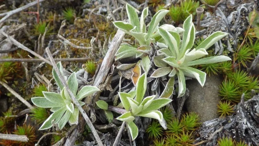 Littleleaf pussytoes (Antennaria microphylla, Bull. Torrey Bot. Club 24(6): 303 (1897))