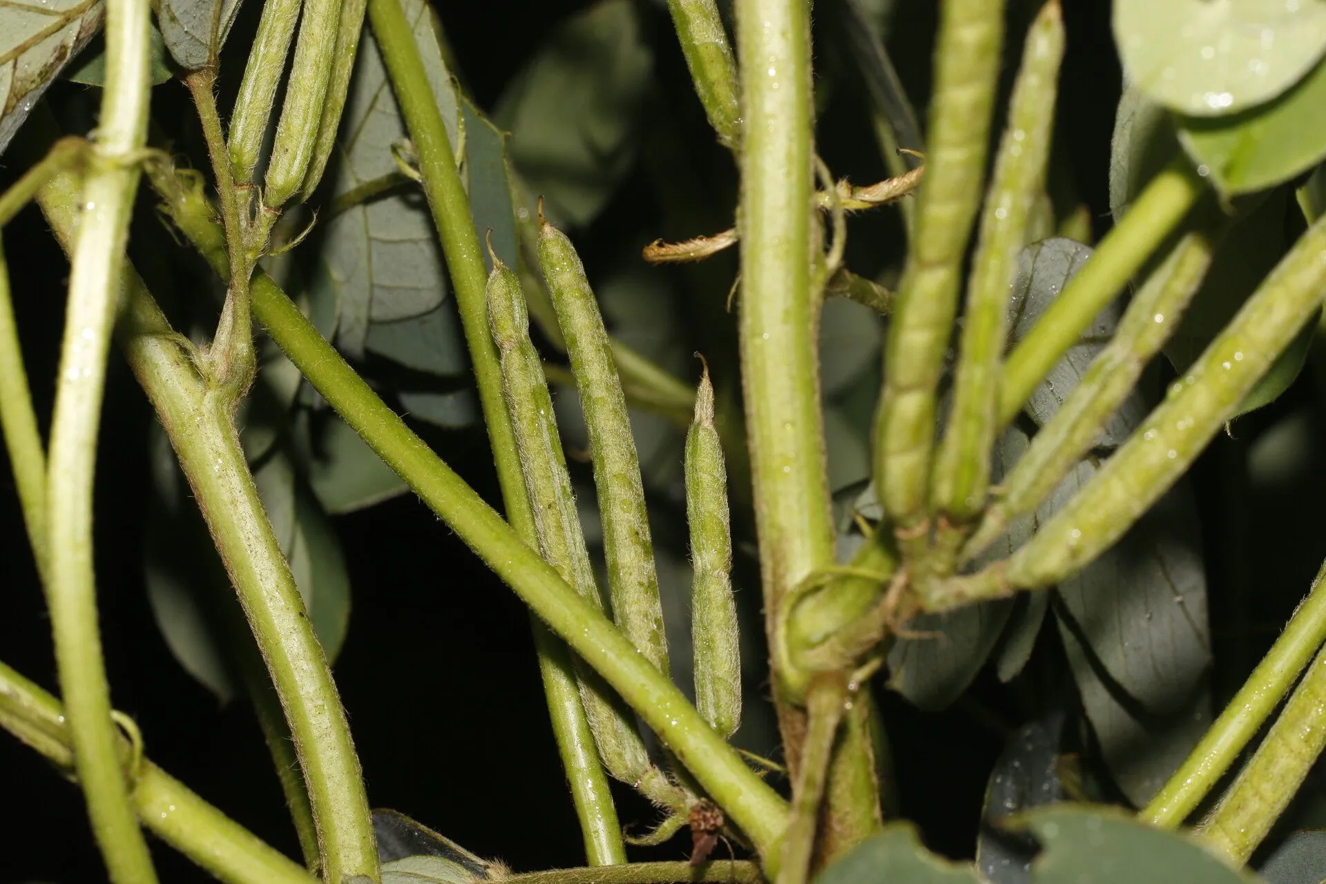 Oneleaf senna (Senna uniflora, Mem. New York Bot. Gard. 35: 258 (1982))