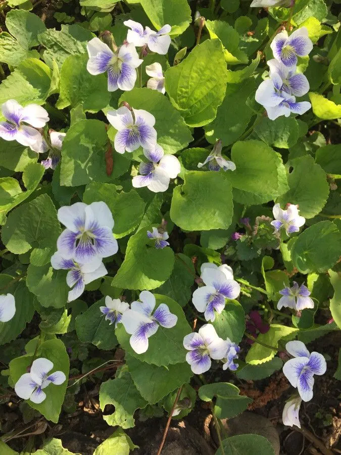 Alpine marsh violet (Viola palustris, Sp. Pl.: 934 (1753))