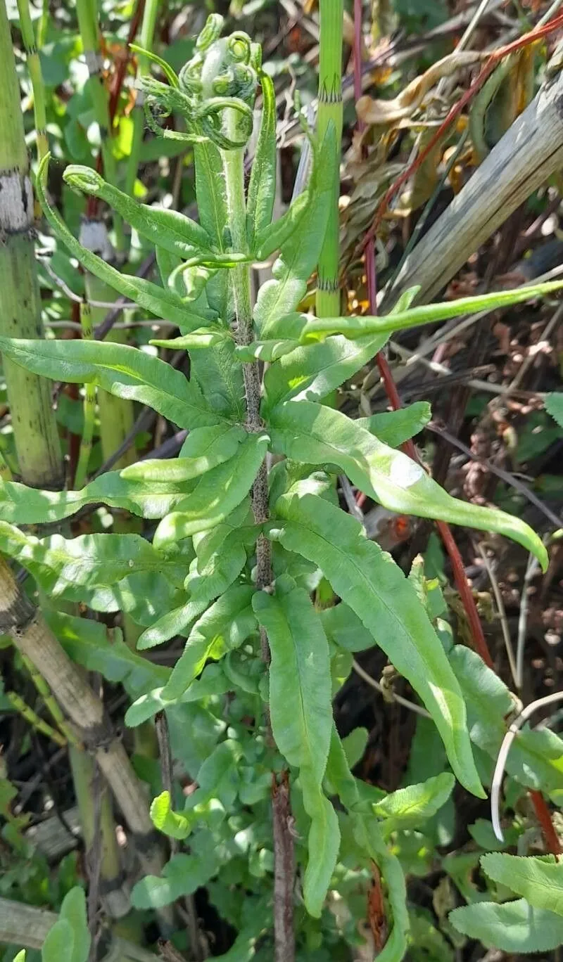 Threeleaf goldback fern (Pityrogramma trifoliata, Contr. Gray Herb. 189: 68 (1962))