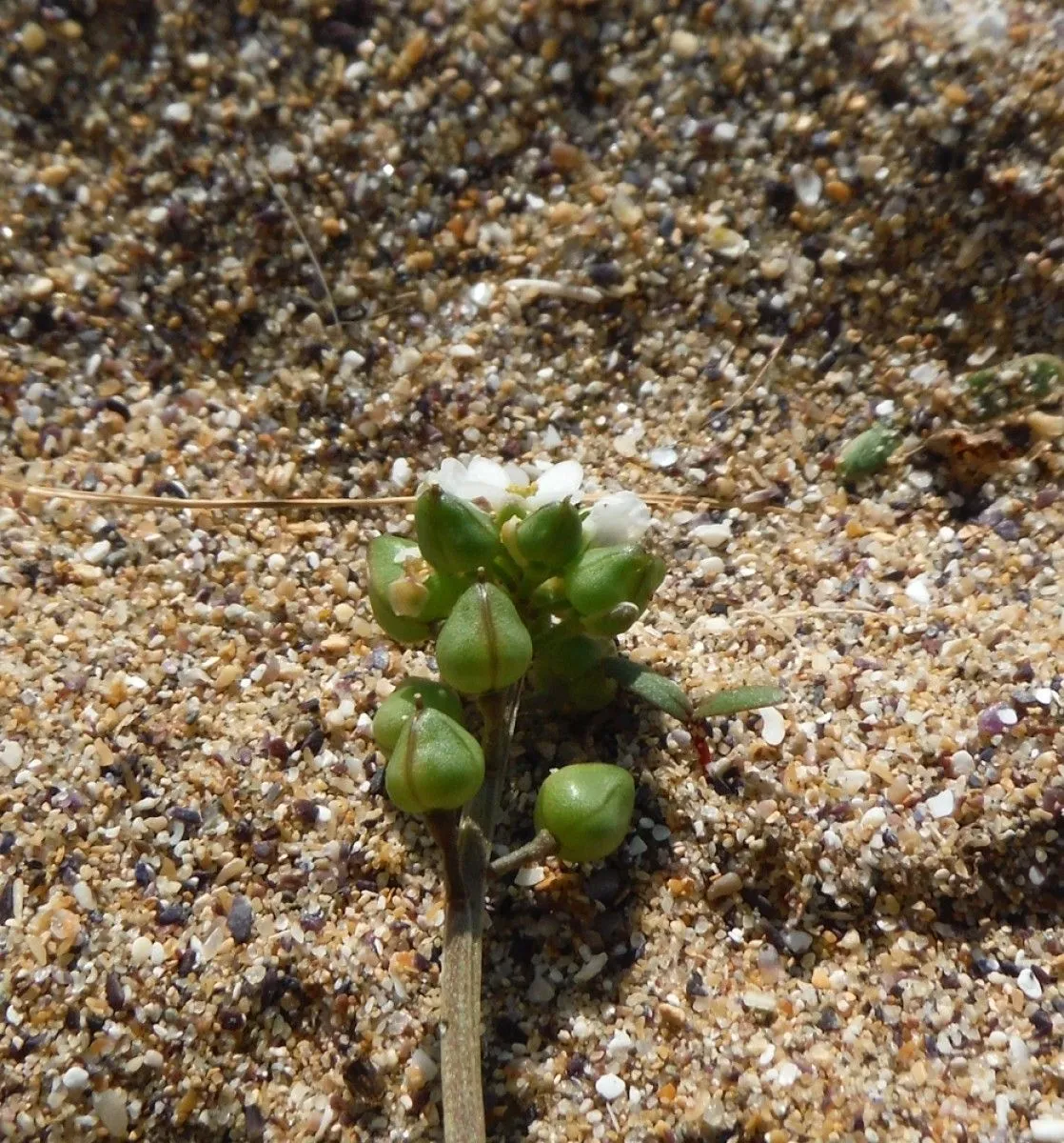 Scurvy-grass (Cochlearia officinalis, Sp. Pl.: 647 (1753))