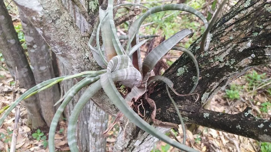 Banded airplant (Tillandsia flexuosa, Prodr. Veg. Ind. Occ.: 56 (1788))