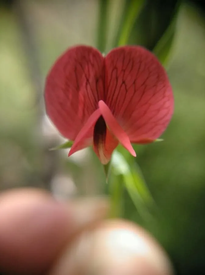 Chickling-vetch (Lathyrus cicera, Sp. Pl.: 730 (1753))